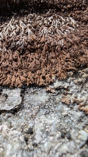 Anaptychia runcinata