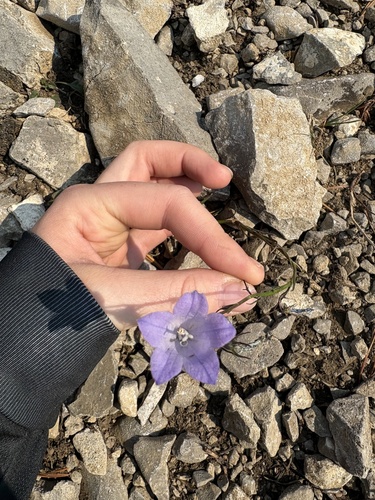 Alaskan bellflower