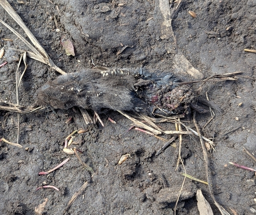 Northern Short-tailed Shrew