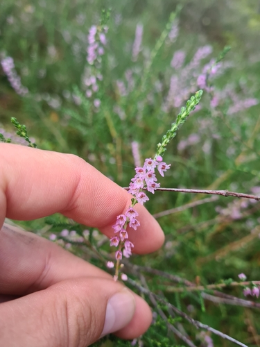 common heather