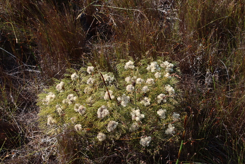 Serruria glomerata, photograph 1