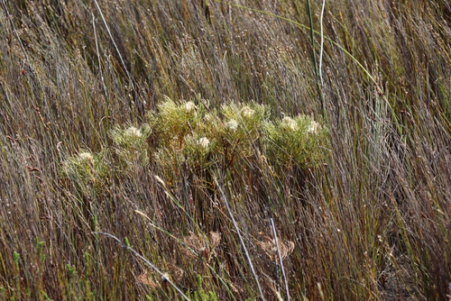 Serruria glomerata, photograph 2