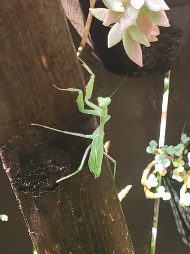 Arizona Mantis