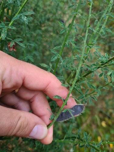 Scotch Broom