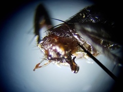 Sarcofahrtiopsis paterna