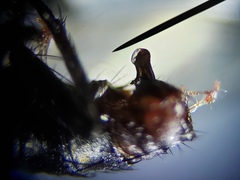 Sarcofahrtiopsis paterna