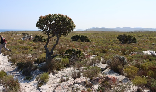 Mimetes fimbriifolius, photograph 1