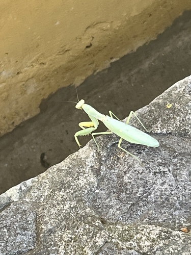 Transcaucasian Giant Mantis