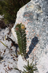 Serruria villosa, photograph (c) Tony Rebelo, some rights reserved (CC BY-SA)