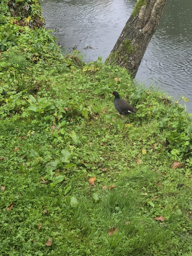 Eurasian Moorhen