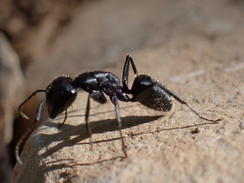 Hairy Carpenter Ant