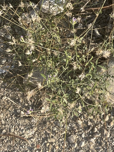 arabian pea