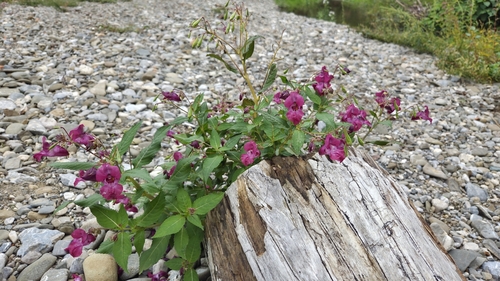 Himalayan balsam