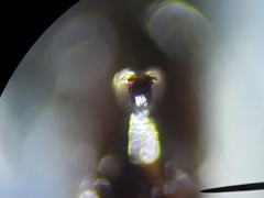 Sarcofahrtiopsis paterna