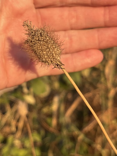Sweet scabious