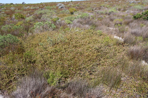 Diastella divaricata, photograph 2