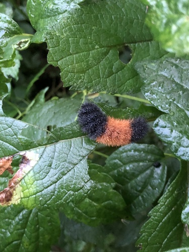Isabella Tiger Moth