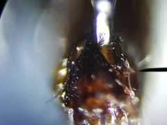 Sarcofahrtiopsis paterna