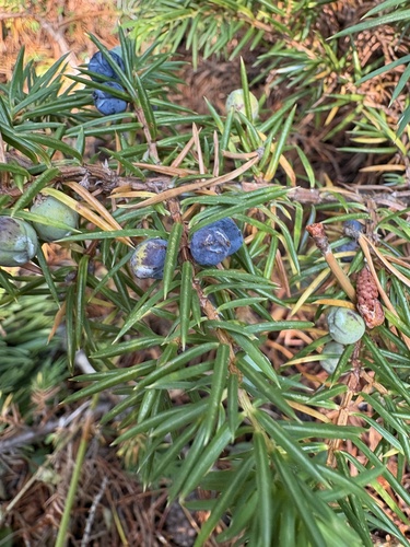 common juniper