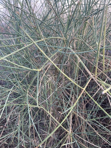 Spanish Broom