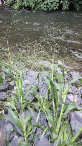 witch grass