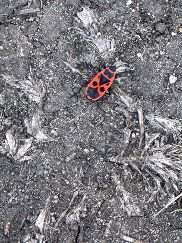 European Firebug