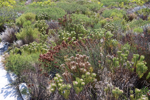 Serruria villosa, photograph 2