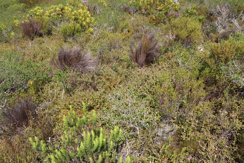 Diastella divaricata, photograph 1