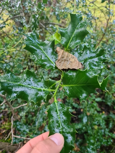 European holly