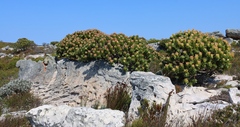Mimetes fimbriifolius