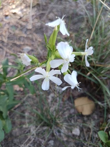 common soapwort