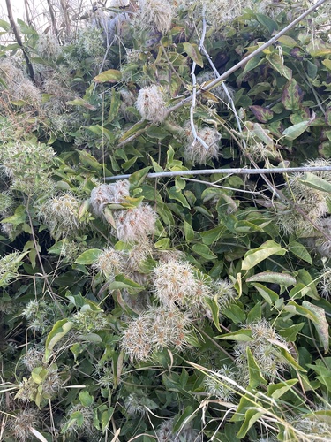 Old man's beard