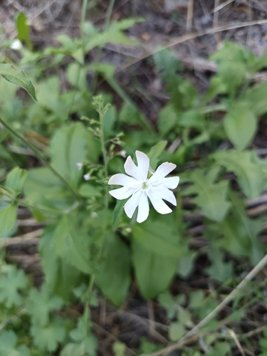 white campion