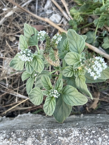 European heliotrope