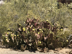 Opuntia santa-rita