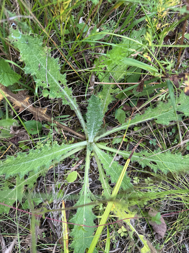 Bull Thistle