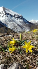 Narcissus cuneiflorus