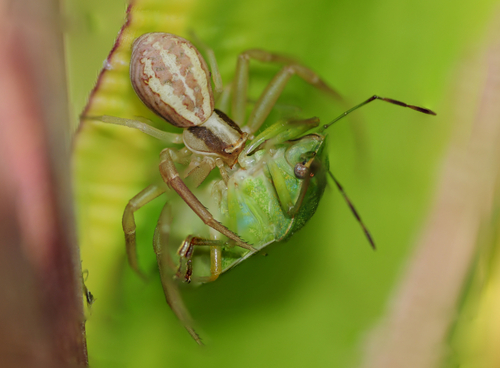 Runcinia grammica