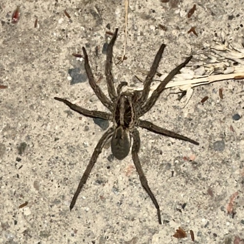 Radiated Wolf Spider
