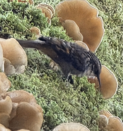 Brown Creeper