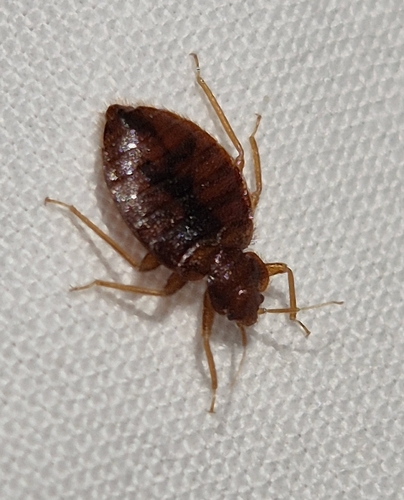 Common Bed Bug