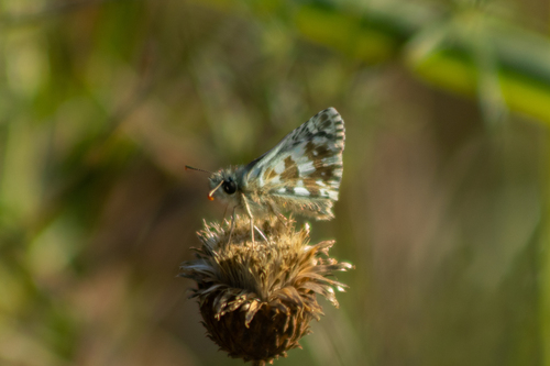 Oberthür's grizzled skipper