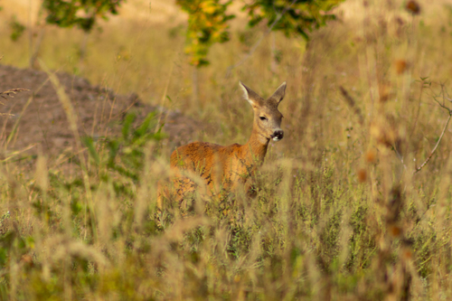 Western Roe Deer