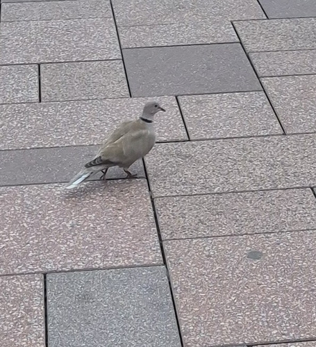 Eurasian Collared-Dove