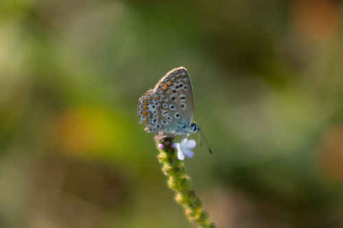 Common Blue