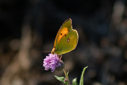 Clouded Yellow