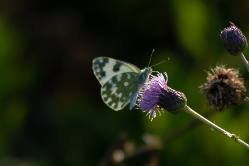 Eastern Bath White