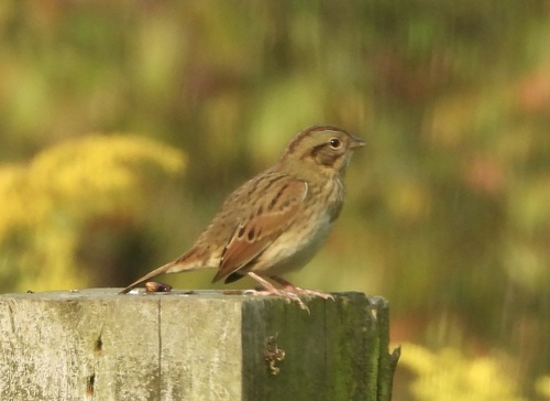 Lincoln's Sparrow