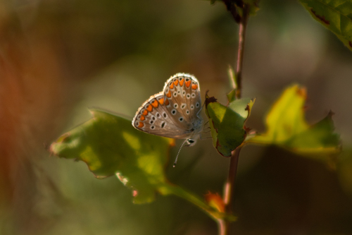 Brown Argus