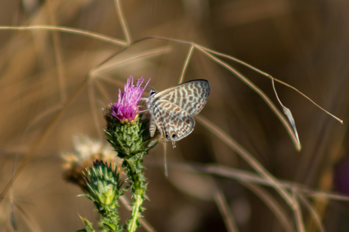 Lang's Short-tailed Blue